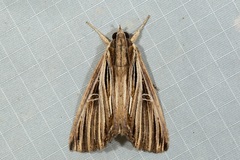 Ercheia multilinea