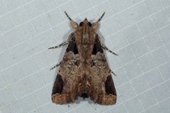 Ercheia cyllaria