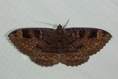 Erebus caprimulgus