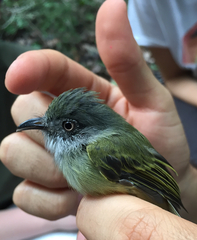 Oncostoma cinereigulare