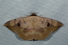 Hypopyra lactipex