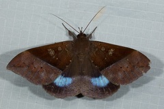 Ischyja marapok