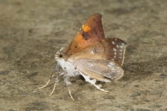 Rectipalpula billeti