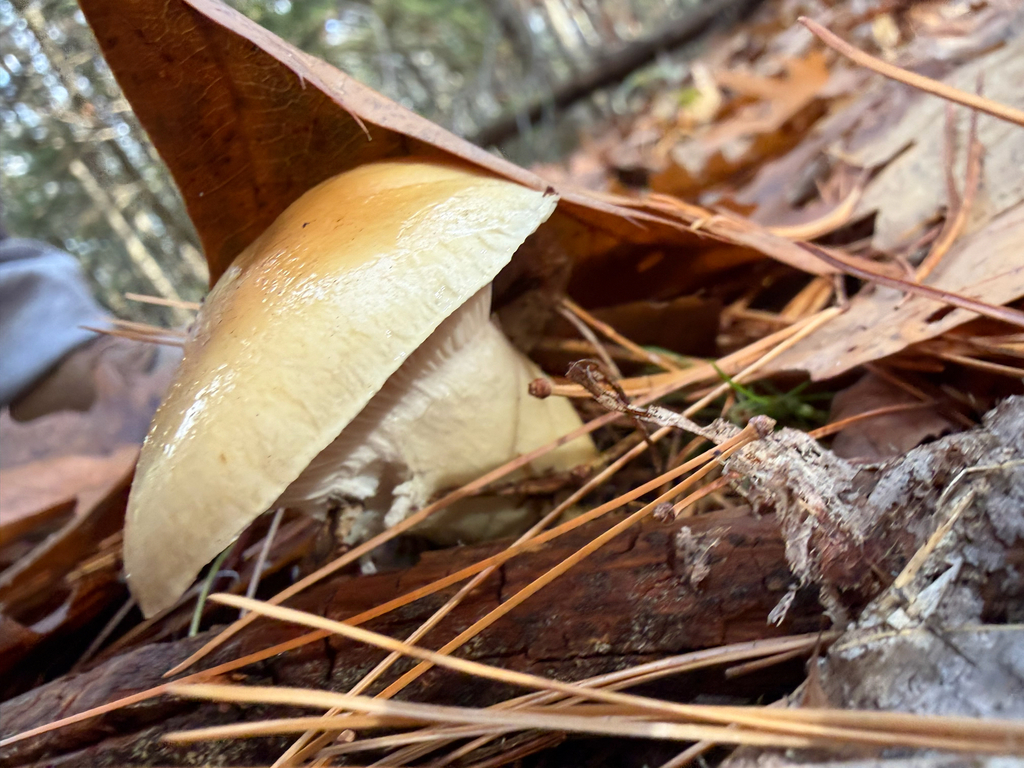 Hygrophorus flavodiscus · November 2025 · photo: © sawyerb (iNaturalist, cc-by)