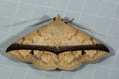Ugia eugrapha