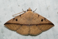 Ugia sundana