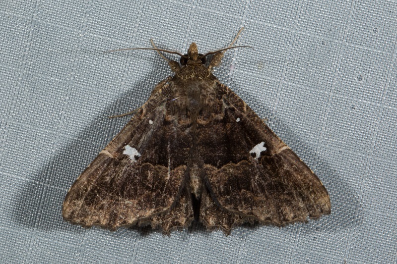 Vestura minereusalis