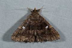 Vestura minereusalis