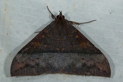 Ischyja marapok