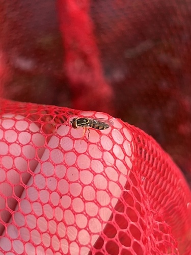 Unknown species found near Tatum Loop, New Port Richey, FL, US