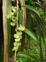 Dioscorea japonica