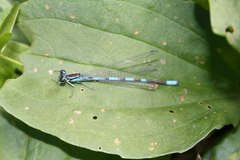 Coenagrion lanceolatum