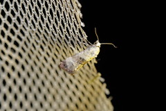 Neocochylis hybridella