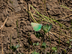 Callophrys