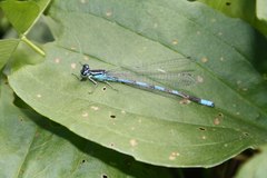 Coenagrion lanceolatum