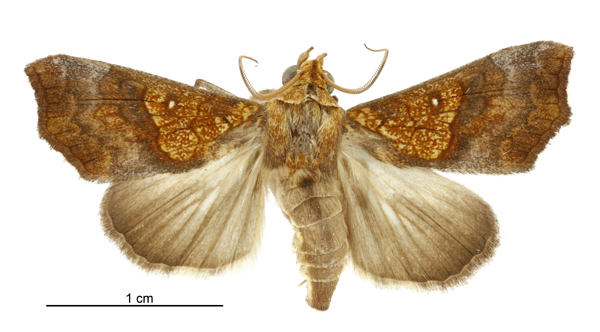 Moth