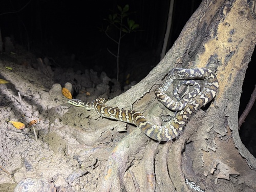 Darwin Carpet Python sighting