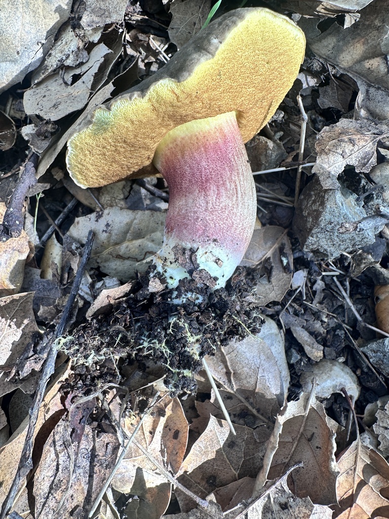 Xerocomellus mendocinensis · December 2025 · photo: © katrinamccollough (iNaturalist, cc0)