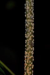 Eriococcus coriaceus