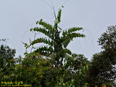 Calameae