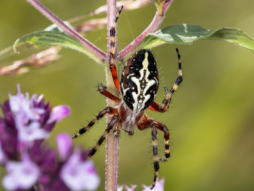 Northern Orbweaver