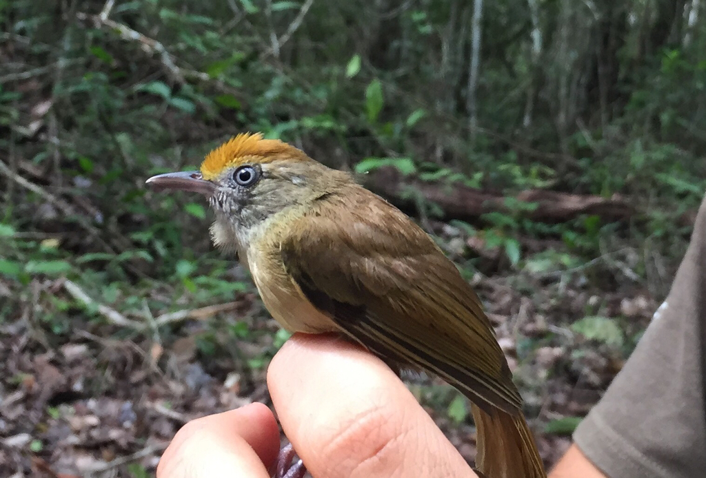Hylophilus ochraceiceps ferrugineifrons