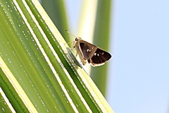 Parnara naso poutieri