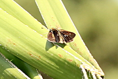 Parnara naso poutieri