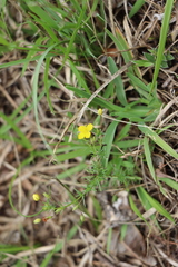 Scoparia montevidensis