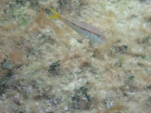Mullus surmuletus