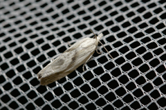 Eucosma metzneriana