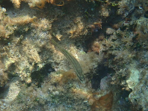 Symphodus tinca