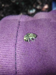 Toxonotus fascicularis
