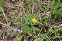 Scoparia montevidensis