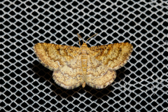 Heliomata glarearia