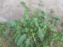 Rumex spinosus