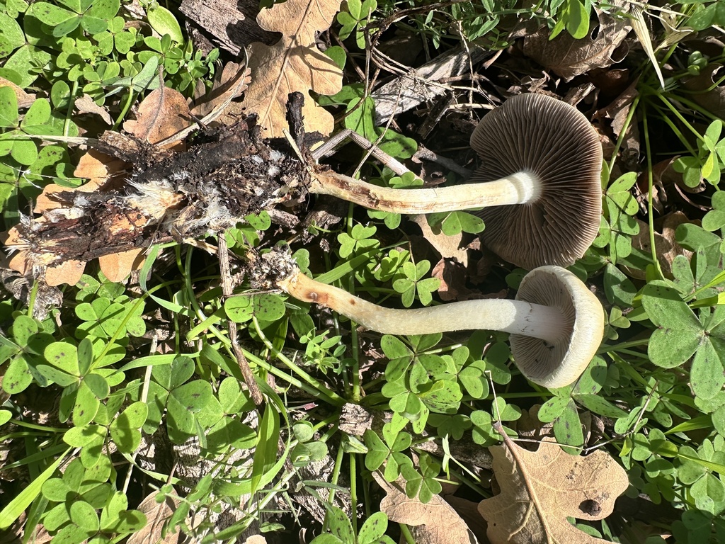 Leratiomyces percevalii · December 2025 · photo: © katrinamccollough (iNaturalist, cc0)