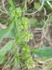 Rumex spinosus