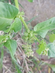 Rumex spinosus
