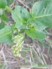 Rumex spinosus