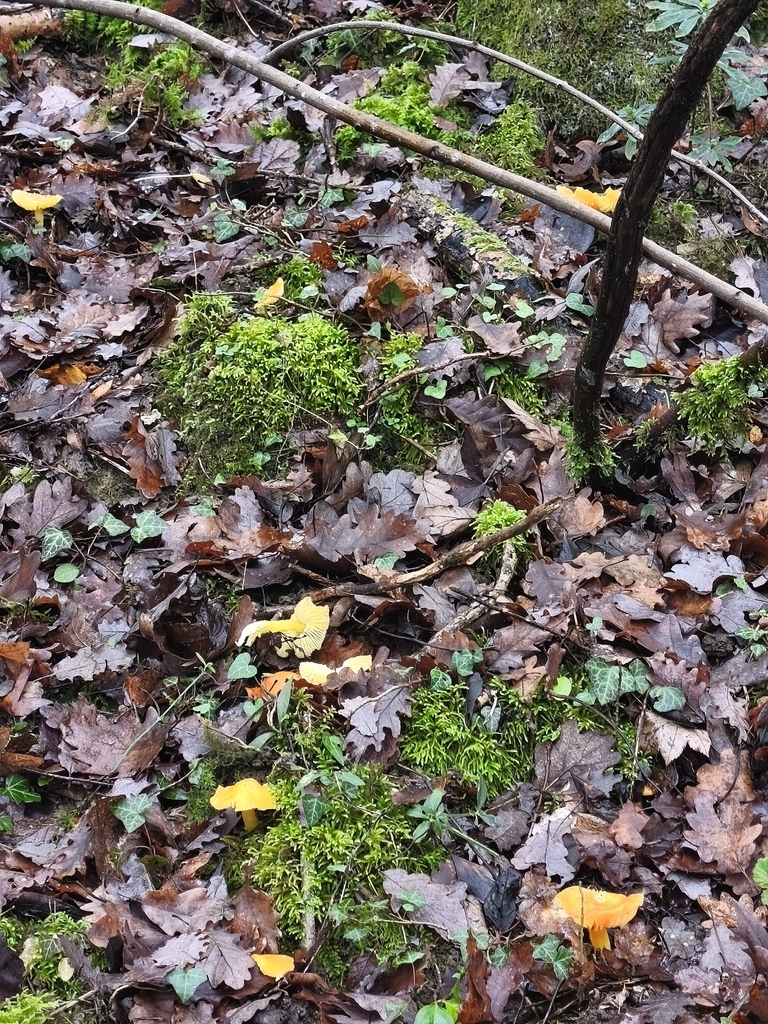 Hygrocybe quieta · December 2025 · photo: © mycototor (iNaturalist, cc-by)