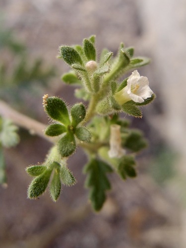 Limestone phacelia (Phacelia affinis)