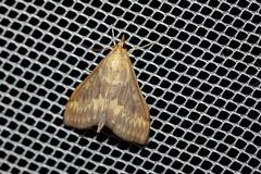Ostrinia scapulalis