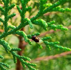 Oplodontha rubrithorax
