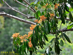 Saraca declinata