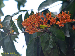 Saraca declinata
