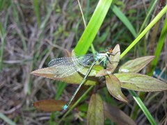 Erythromma najas humerale