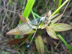 Erythromma najas humerale
