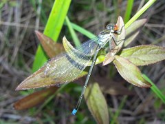 Erythromma najas humerale