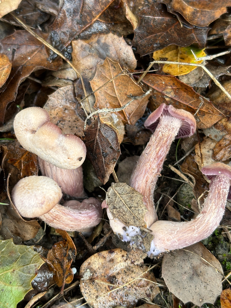 Laccaria amethysteo-occidentalis · December 2025 · photo: © nyxki (iNaturalist, cc-by)